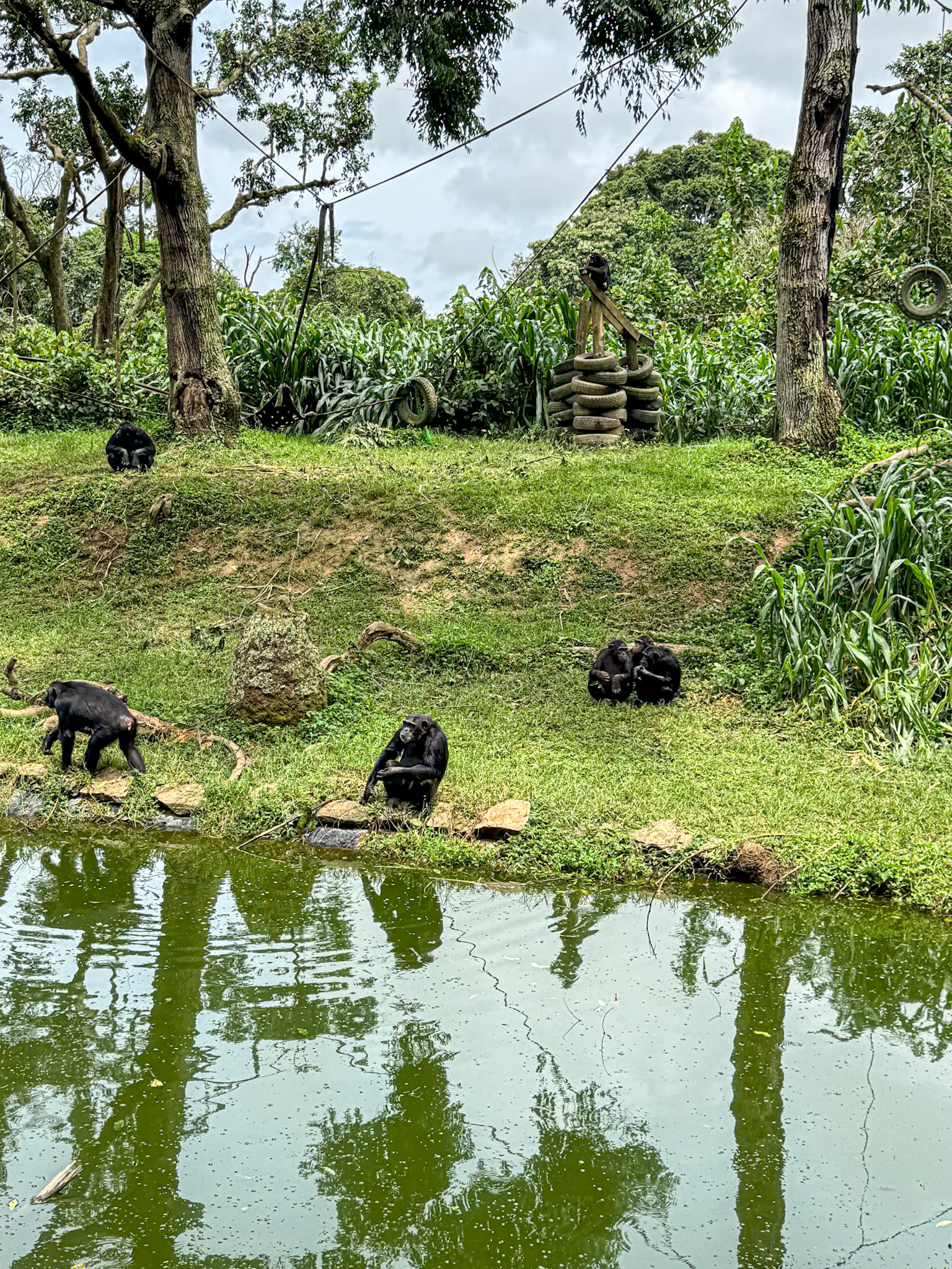 Several chimpanzees relax and explore near the edge of a green, reflective pond surrounded by lush vegetation in a sanctuary-like setting. Climbing ropes and tire structures hang from the trees, providing enrichment for the animals. The scene is peaceful and natural, capturing the chimps in various positions—some sitting alone, others interacting—against a backdrop of dense greenery and overcast skies.