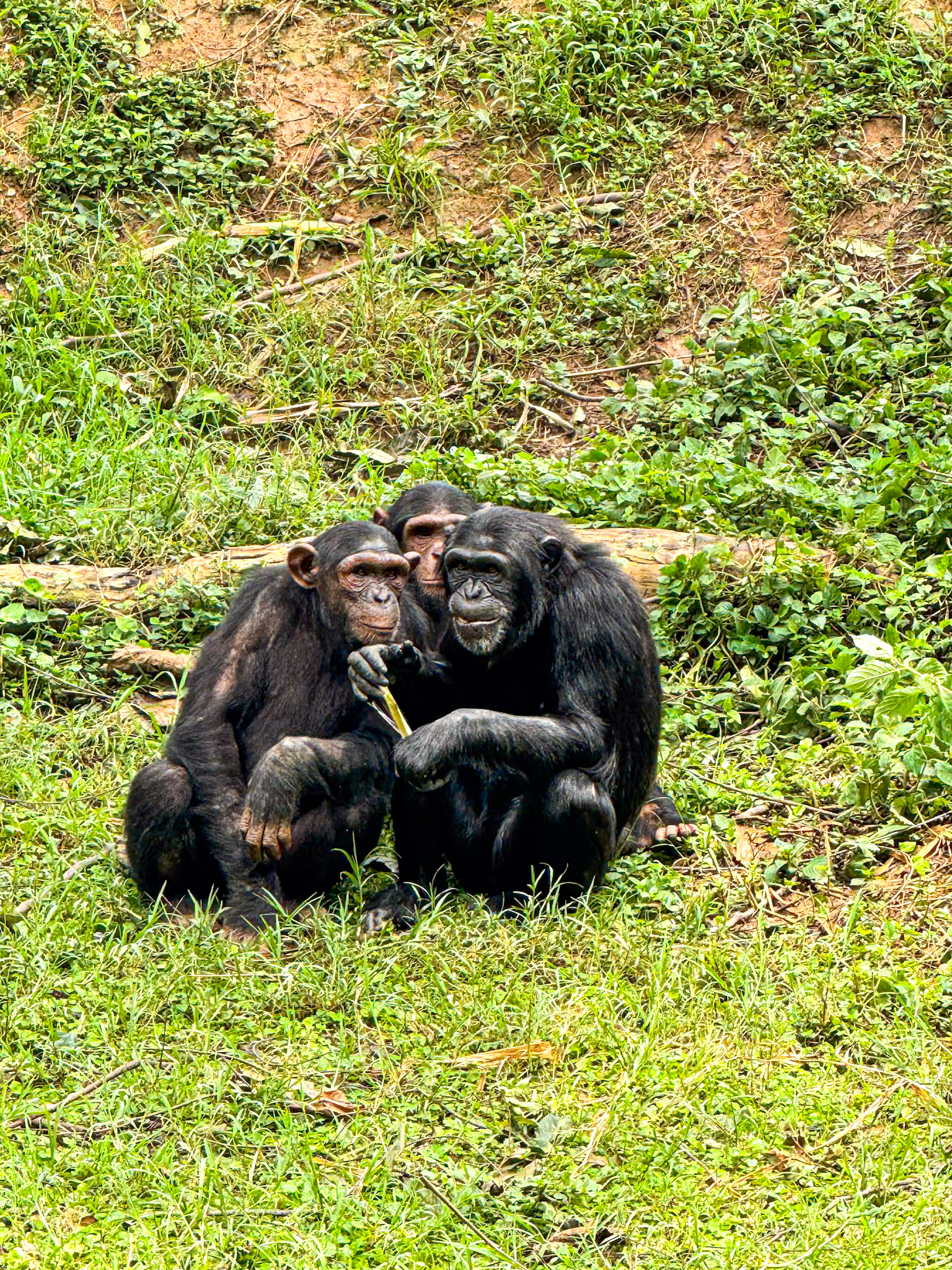 Three chimpanzees sit closely together on a grassy hillside, appearing calm and connected. One holds a small stick or piece of food, while the others rest beside it, with their bodies touching in a protective, familial pose. The background is a lush mix of green grass and earthy soil, evoking a peaceful sanctuary environment.