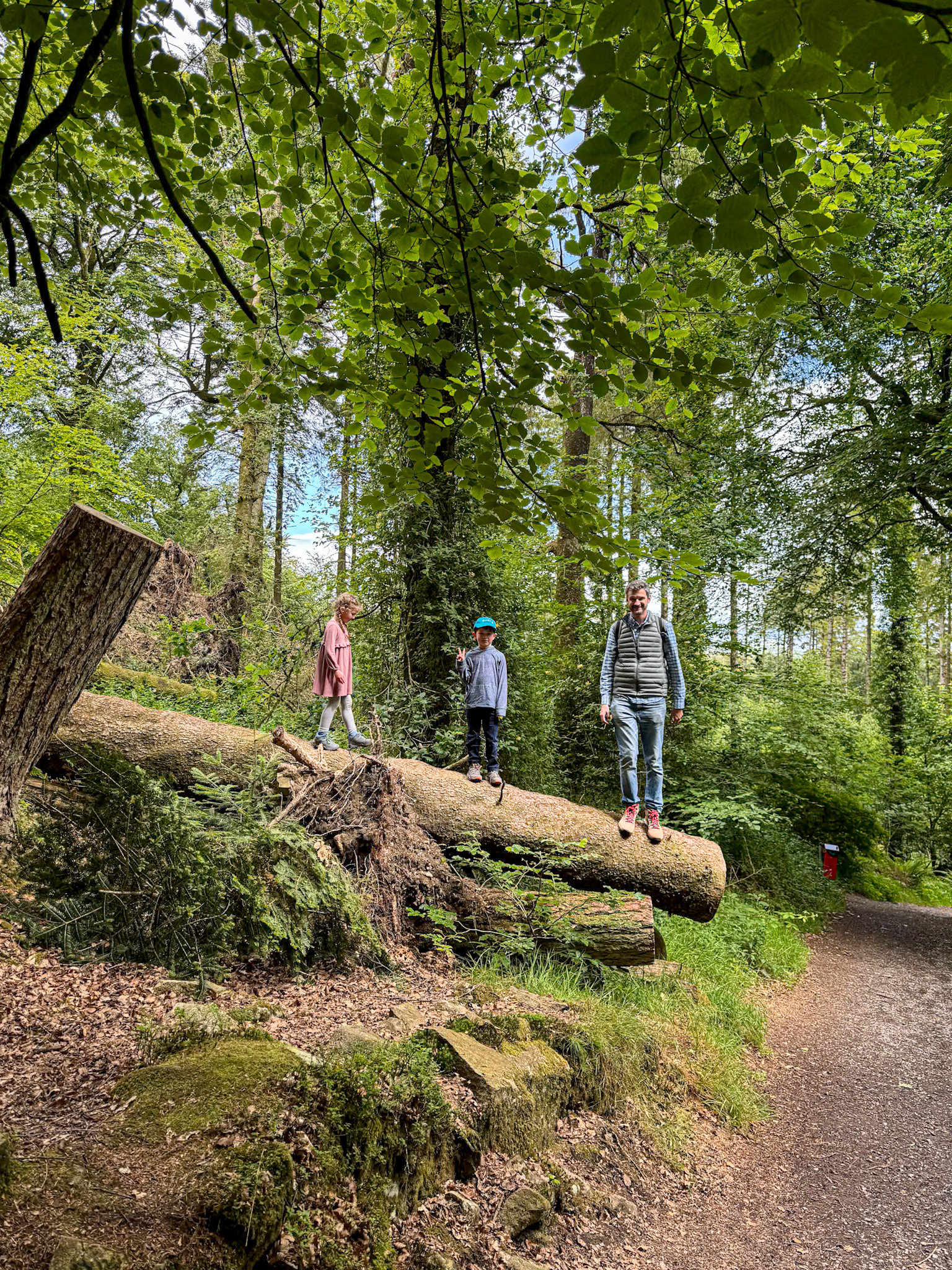 Three people stand on a large fallen tree in a lush, green forest next to a dirt path.