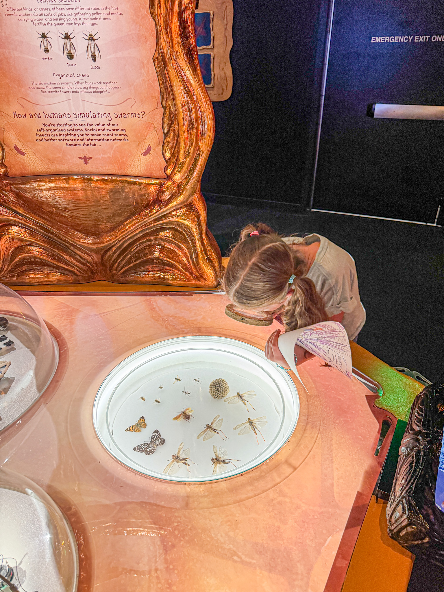 A young girl examines insect specimens displayed under glass at a brightly lit science exhibit at Bug Lab.