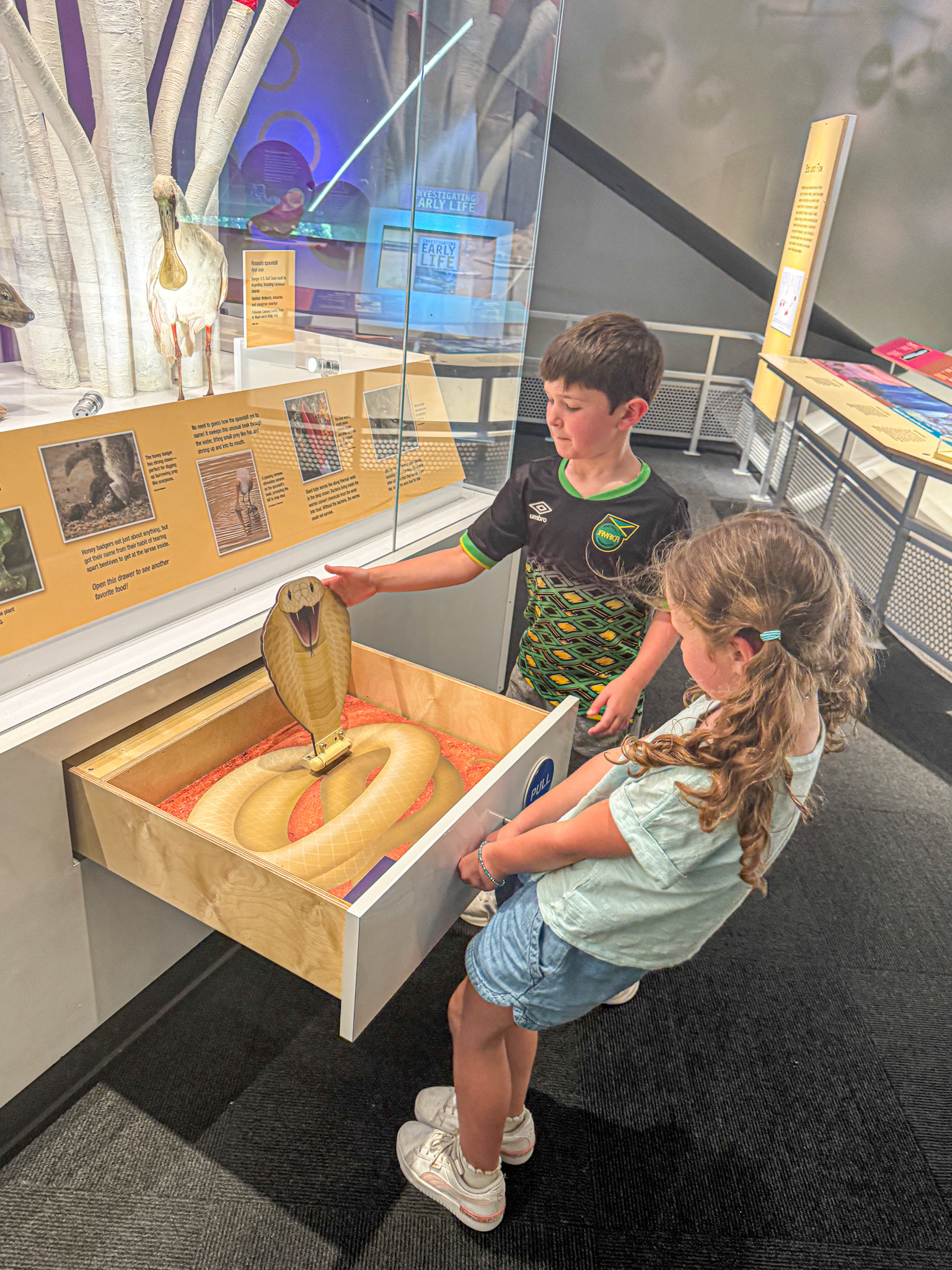 Two children look at a realistic cobra model in a museum exhibit drawer.