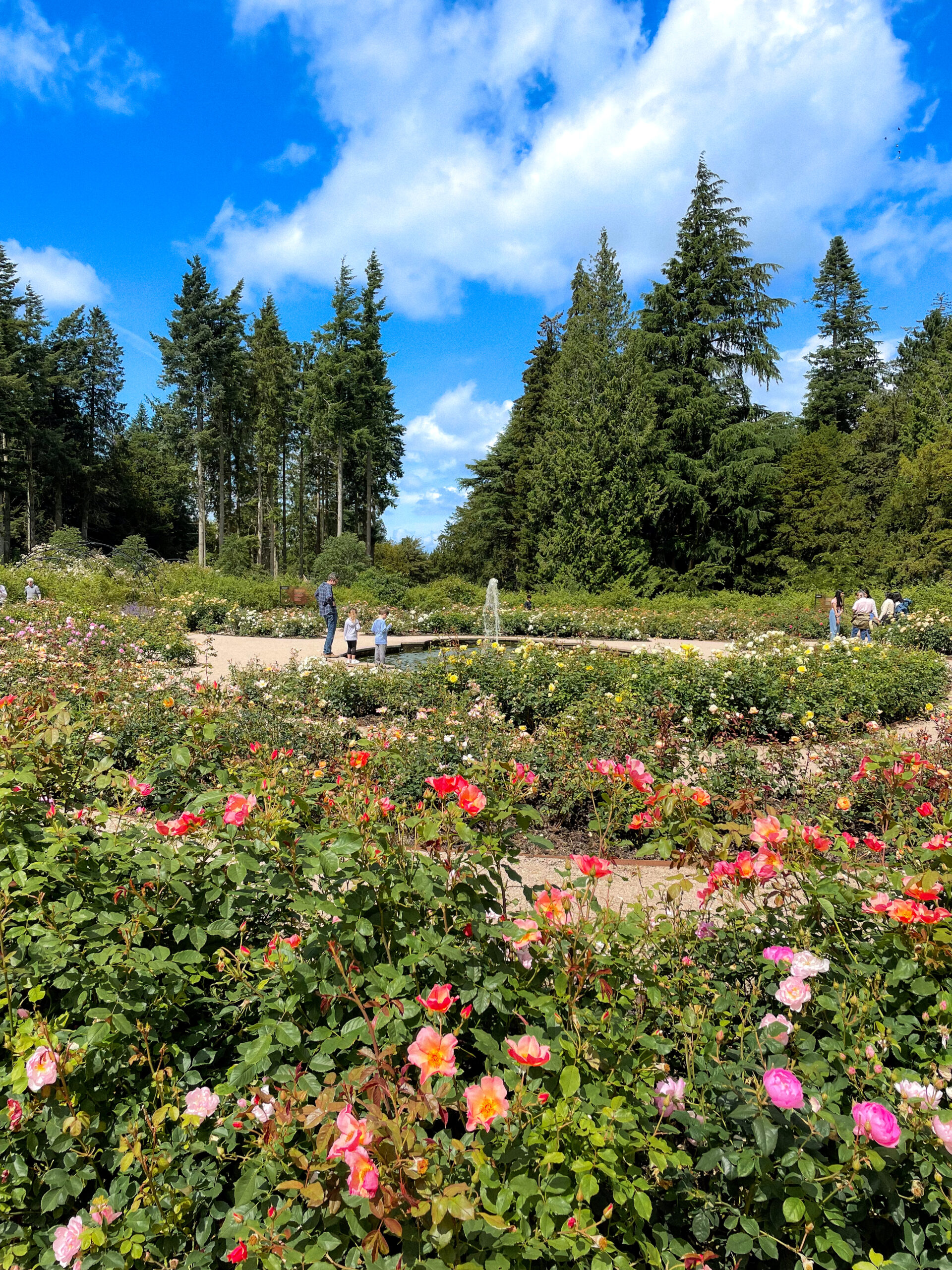 People walking among colorful roses in a garden with tall trees under a blue sky with clouds.
