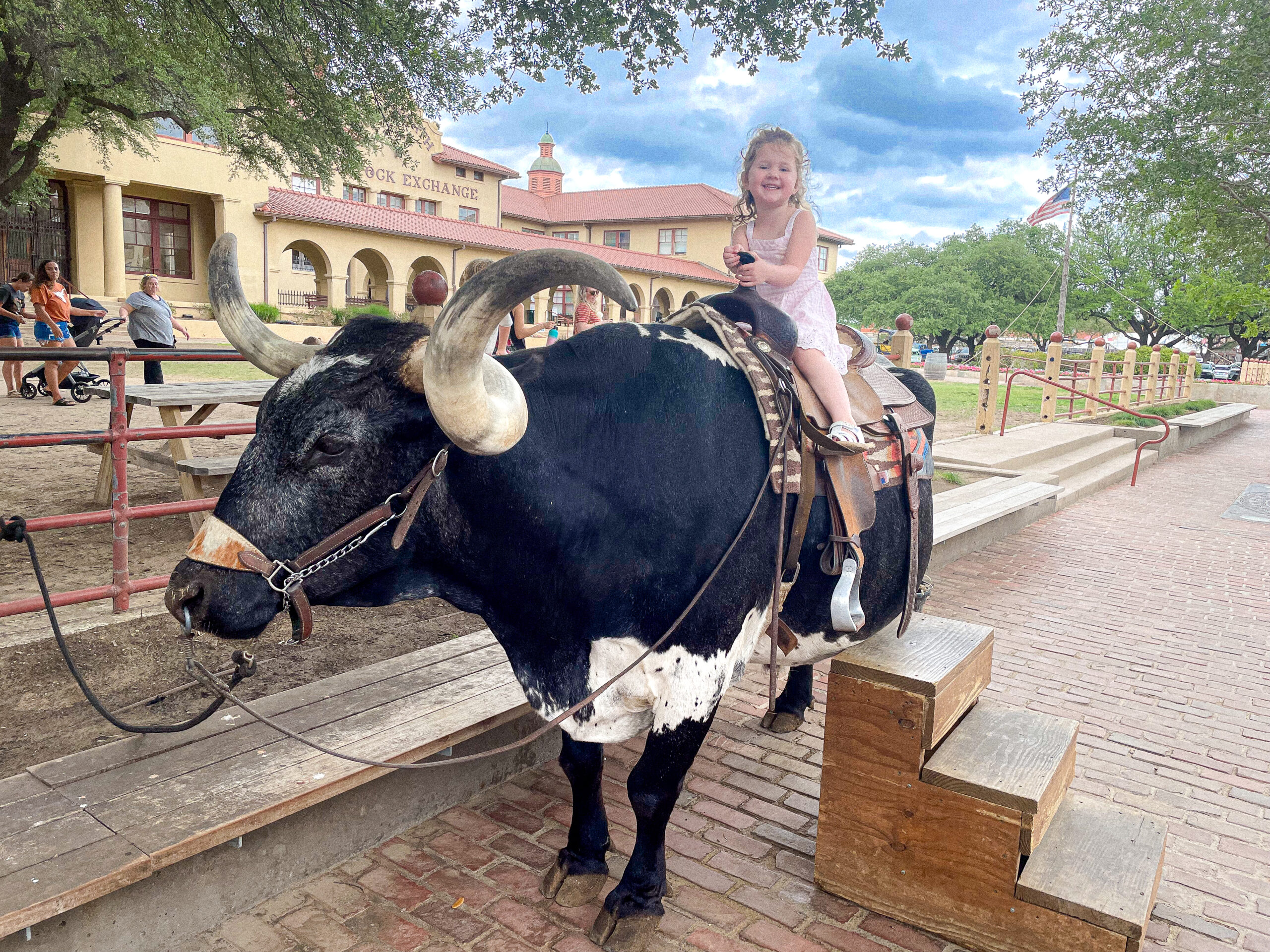 Smiling young girl in a white dress sits on a large black and white steer at a stockyard, with steps beside her.