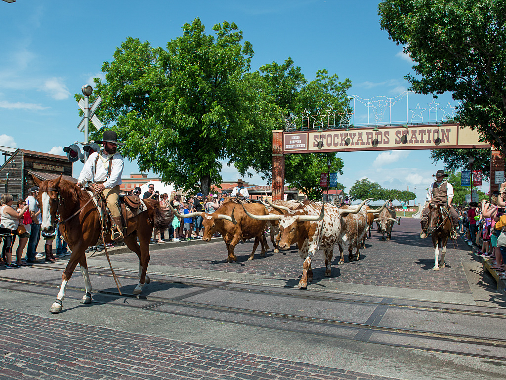 Cattle drive with cowboys on horseback passing under the Stockyards Station sign, watched by a crowd.